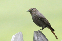 Phoenicurus ochruros